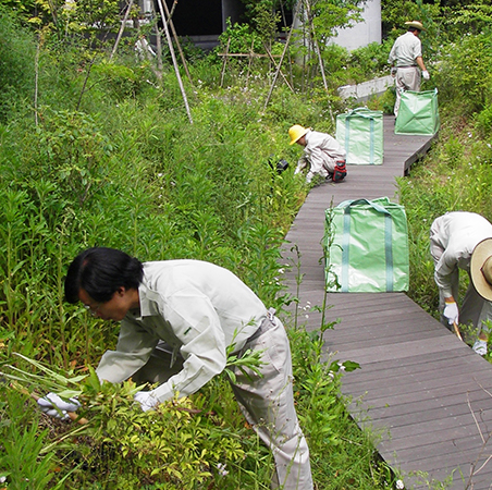 研究員による草刈りの様子